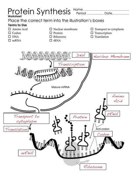 protein synthesis worksheet answers biology